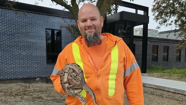 A python was found at a Windsor sewage plant. Was it flushed?