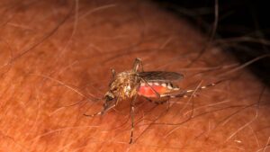 Virus detected in invasive mosquitoes found in B.C.’s Sea-to-Sky region