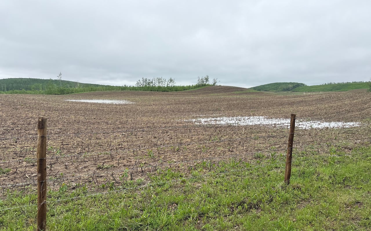 A large brown field with green grass surrounding it. In the field there are two large puddles of water.