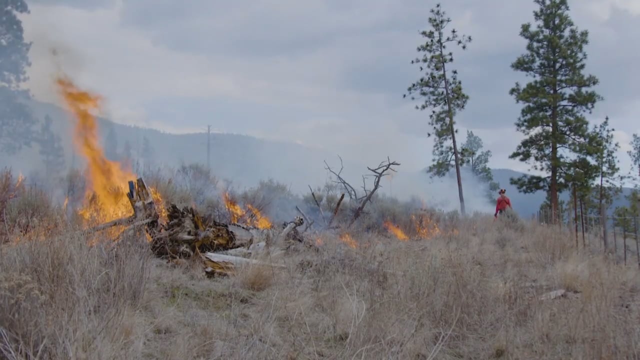 Low-intensity cultural burning of a grassy area.