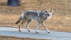Deadly ‘fox tapeworm’ linked to lethal disease detected in West Coast wildlife