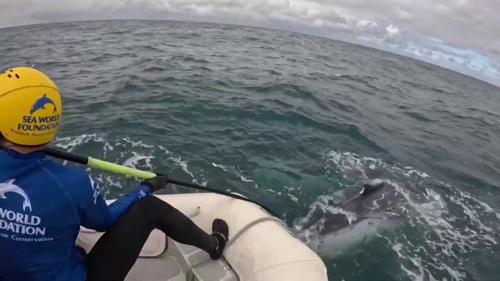 Whale freed from net in epic 4-hour rescue off Australia’s Gold Coast