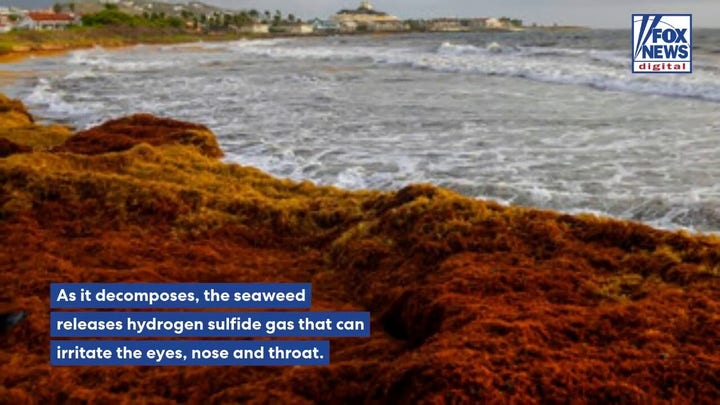 Record sargassum invasion leaves South Florida beachgoers holding their noses
