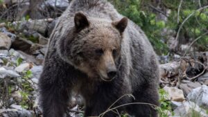 ‘No plans right now’ for grizzly hunting season in Alberta, minister says as rural residents call for hunt