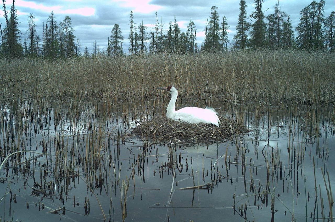 A white bird sits on a nest in a marsh with trees in the background