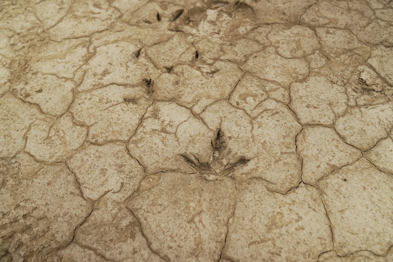 A whooping crane footprint is pressed into barren, brown ground.