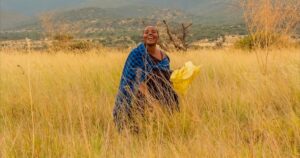 Maasai women turn drought into income through fodder farming in Tanzania