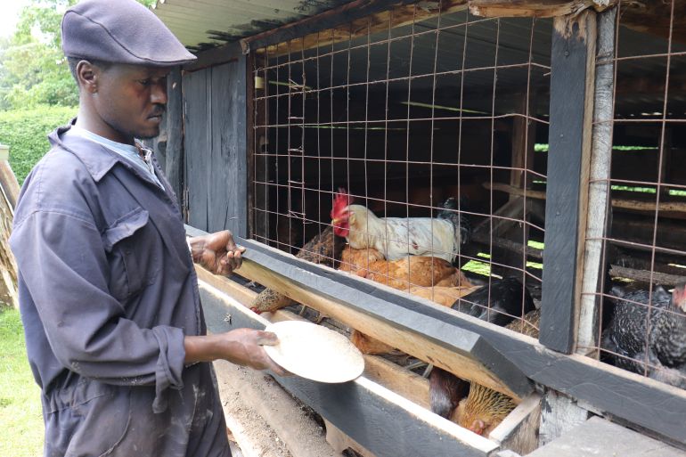 Kiprop feeds hich chicken [Dominic Kirui/Al Jazeera]