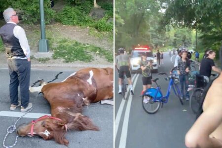 NYC carriage horse ate ‘lethal’ amount of toxic plant in Central Park before dying, report finds