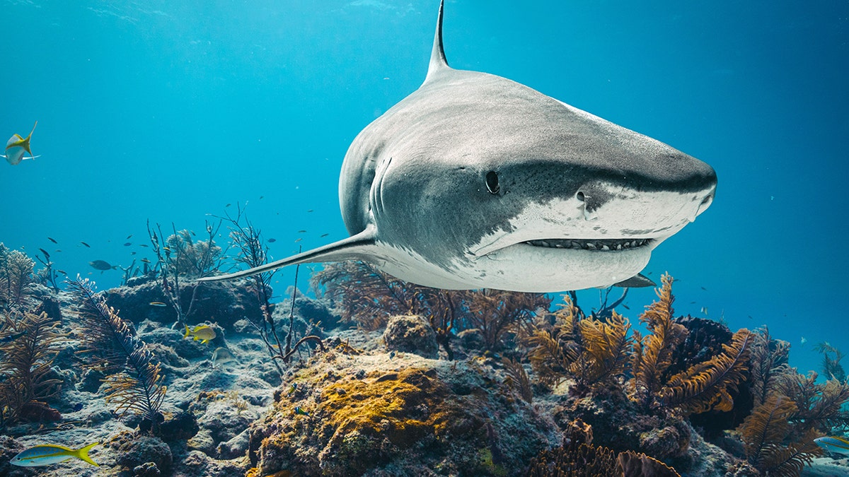 A shark swimming underwater in the ocean.