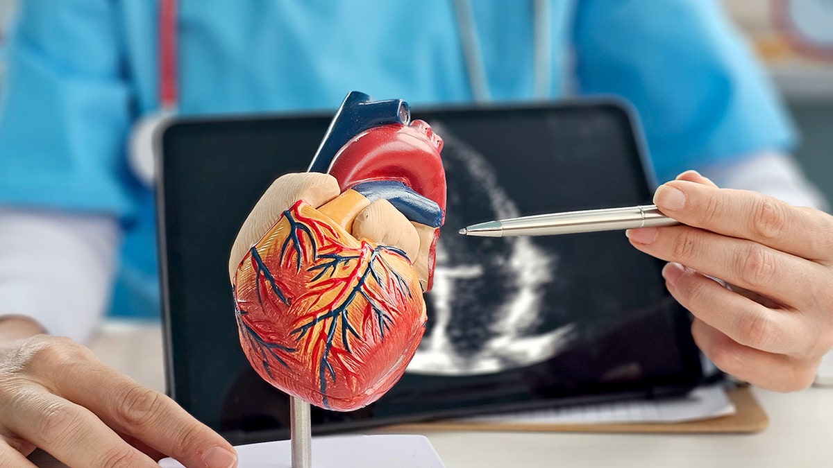Doctor explaining heart anatomy using a model during patient consultation