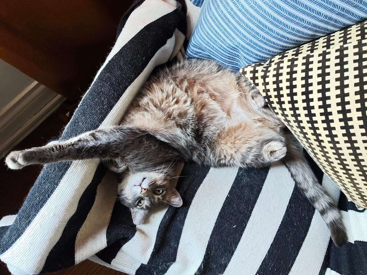 a cat stretching