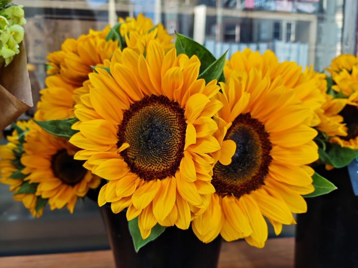 A pot of giant sunflowers