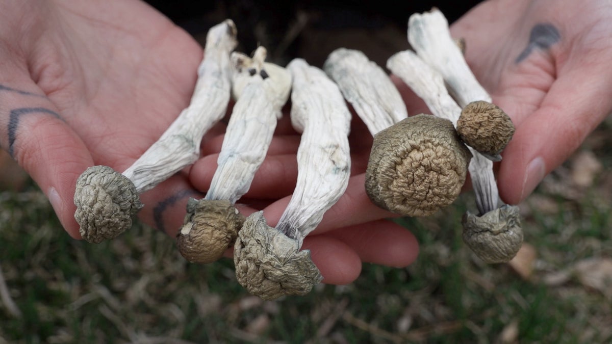 Denver Psychedelic Club president holds mushrooms