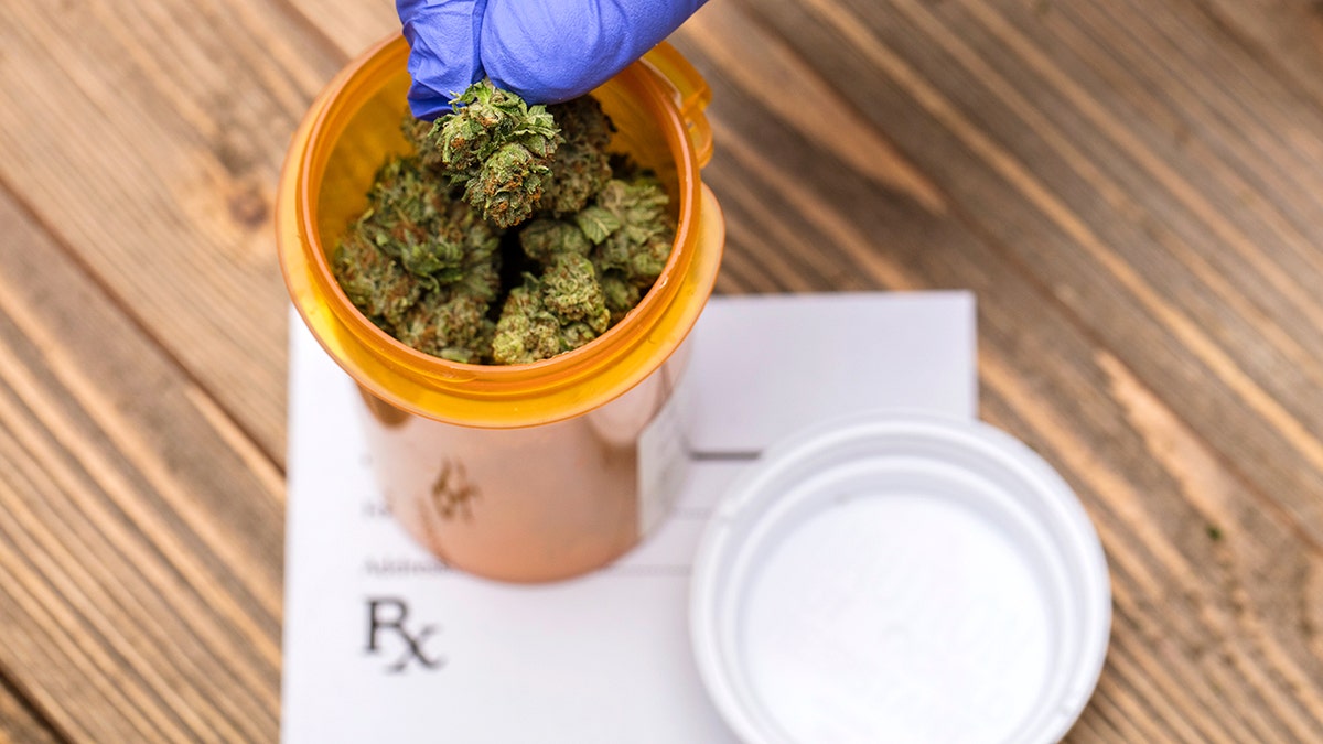 Close-up of cannabis buds on a white background