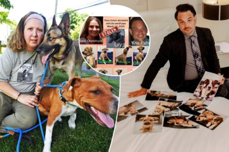 Exclusive | New York couple locked in savage ‘dogfight’ with pet rescue over ownership of foster pups