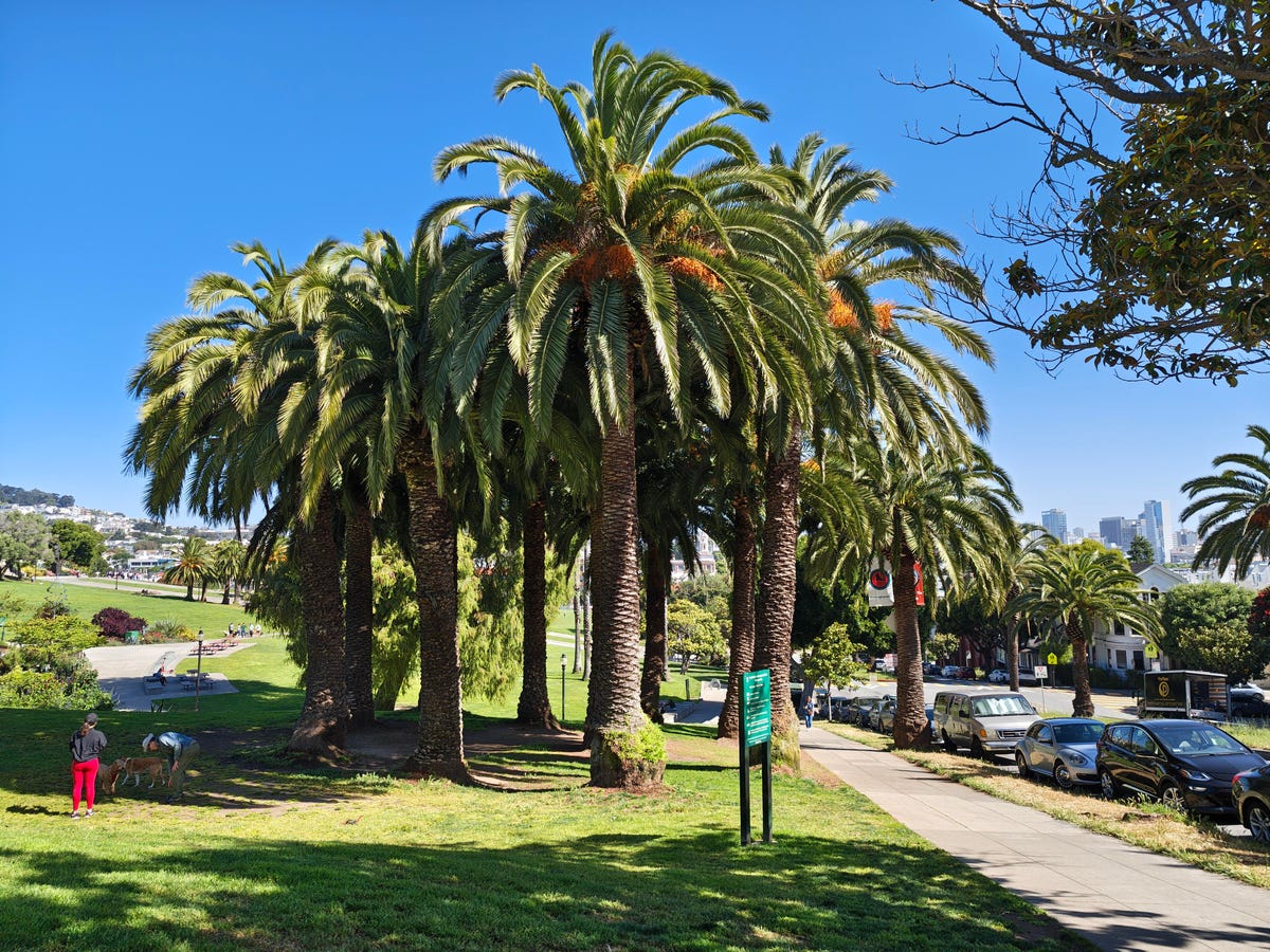 A bunch of palm trees