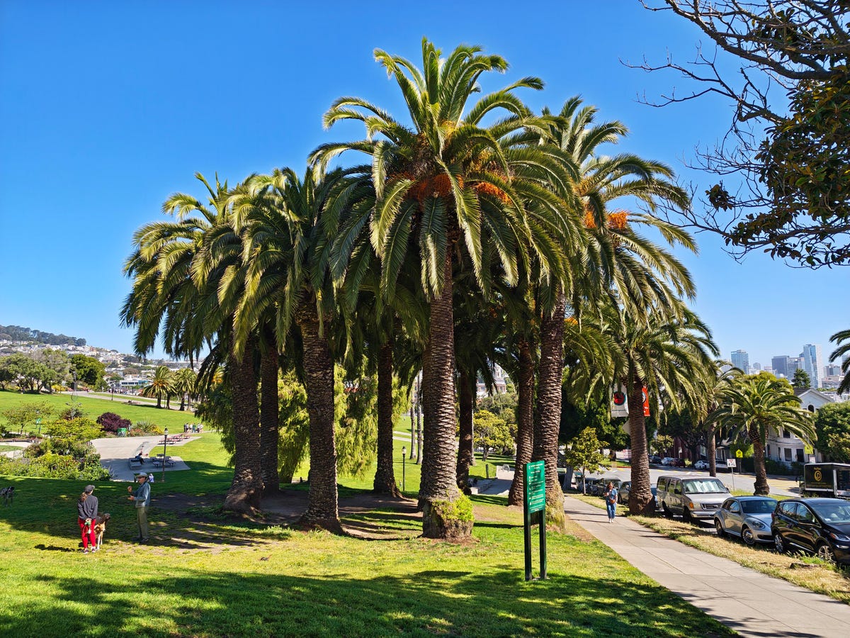 Palm trees