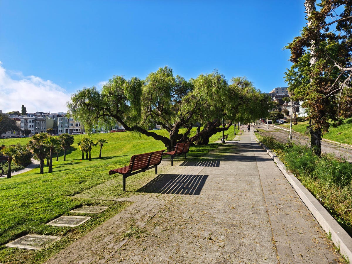 A park path with trees