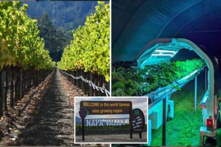 Future of Napa Valley revealed in dystopian videos — and it could spark region’s biggest ever jobs bloodbath