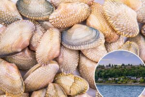Cancer is ravaging the shellfish population in West Coast waters favored by top US restaurants