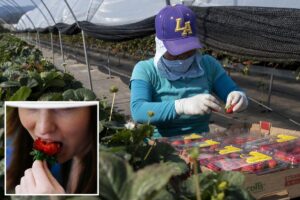 California fruit giant hit by shocking ‘highly toxic’ accusations and deception