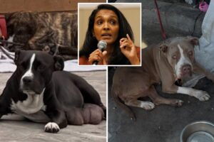 Exclusive | Why angry animal advocates have become some of Nithya Raman’s loudest critics