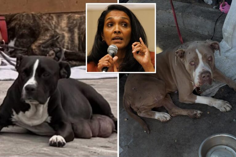 Exclusive | Why angry animal advocates have become some of Nithya Raman’s loudest critics