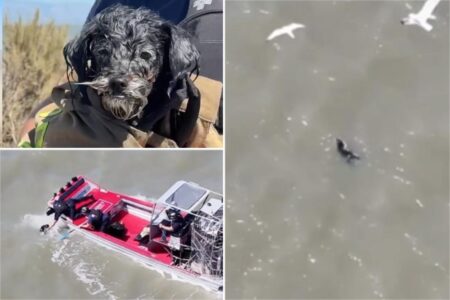 Lost pup found adrift in SF Bay survives seagull attacks before ‘action movie’ rescue