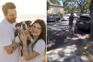 Disgusting moment ‘Disneyland for Dogs’ hands California couple their beloved puppy back in a plastic tub