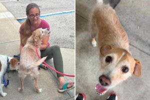 Missing dog reunited with owner after 5 years, found more than 600 miles away