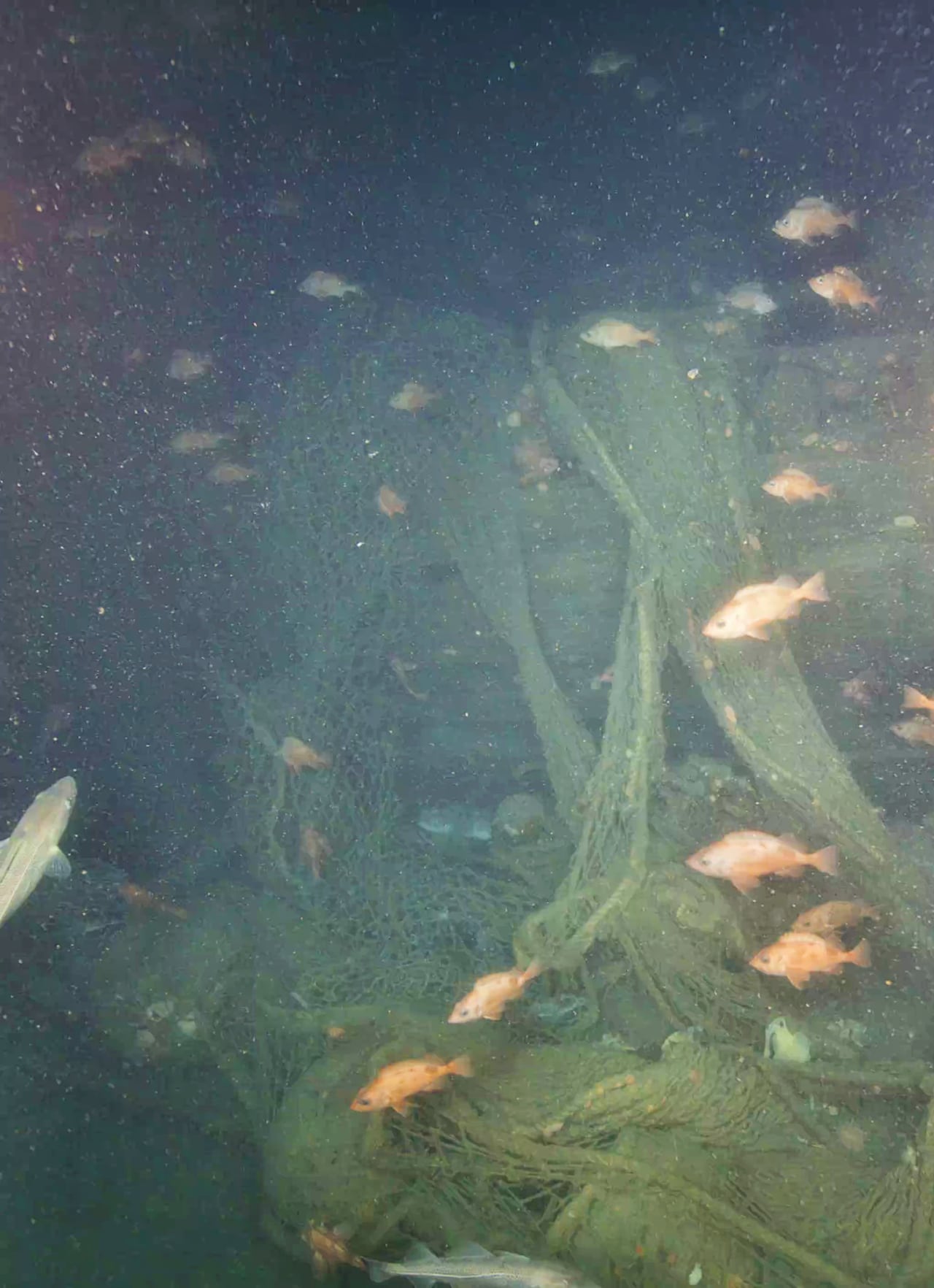 Fish swim near a shipwreck covered in fishing nets.