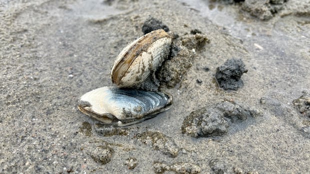 Food inspection agency warns of paralytic toxin in shellfish in Quebec’s North Shore
