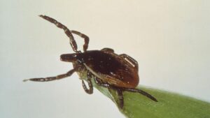 VideoVideoTick-borne illnesses surge across Canada. What are the symptoms?July 14