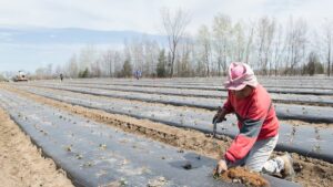 Canada’s temporary migrant workers deskilled, living in precarity, study says