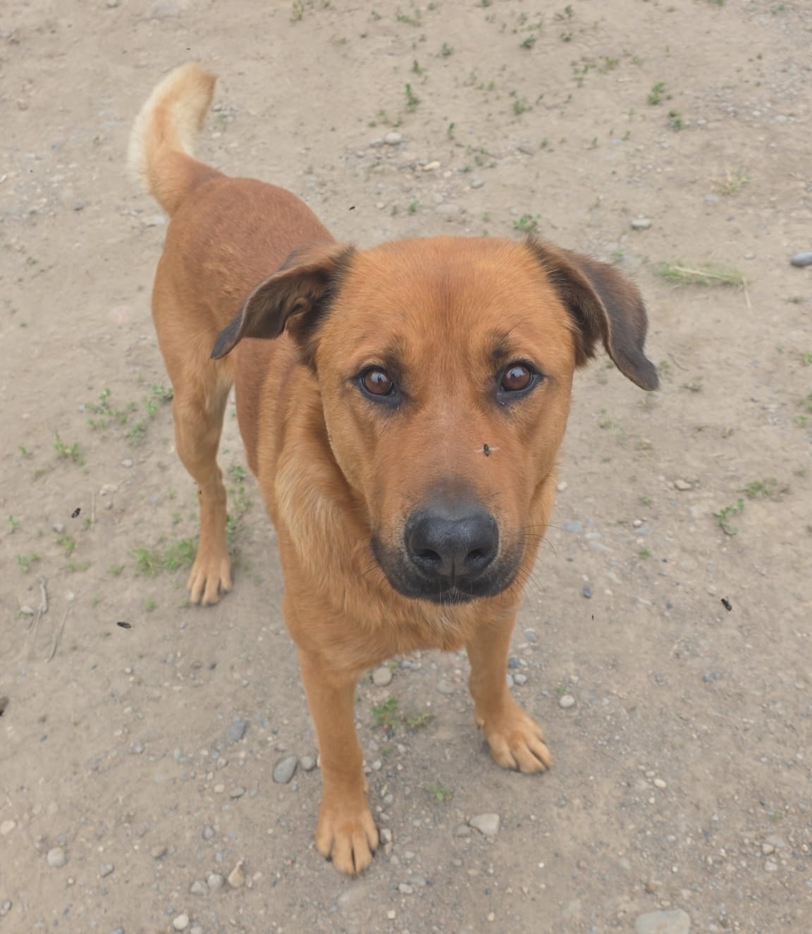 Roy, one of the dogs being cared for in Wrigley, N.W.T., during the evacuation.
