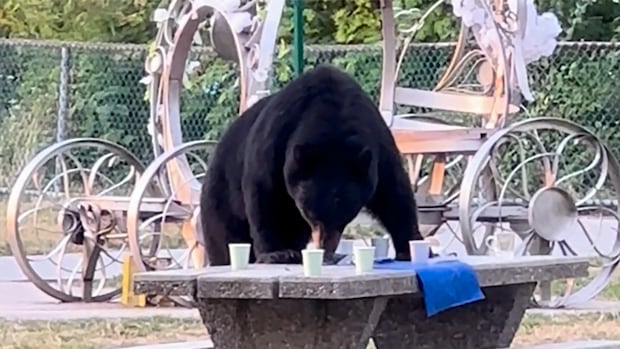 Is there an alternative to killing nuisance black bears?