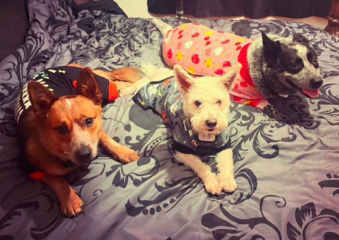 Three dogs lying on a bed.