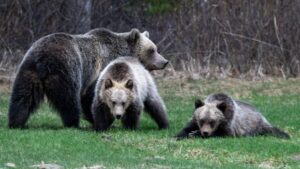 Parks Canada charges hikers after grizzly bear run-in with off-leash dog in Banff National Park