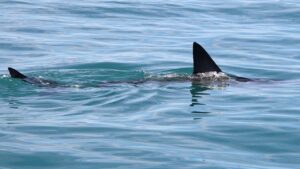 Shark Week puts shark bite survival in focus with ER doc’s expert tips