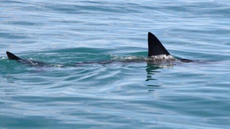 Shark Week puts shark bite survival in focus with ER doc’s expert tips