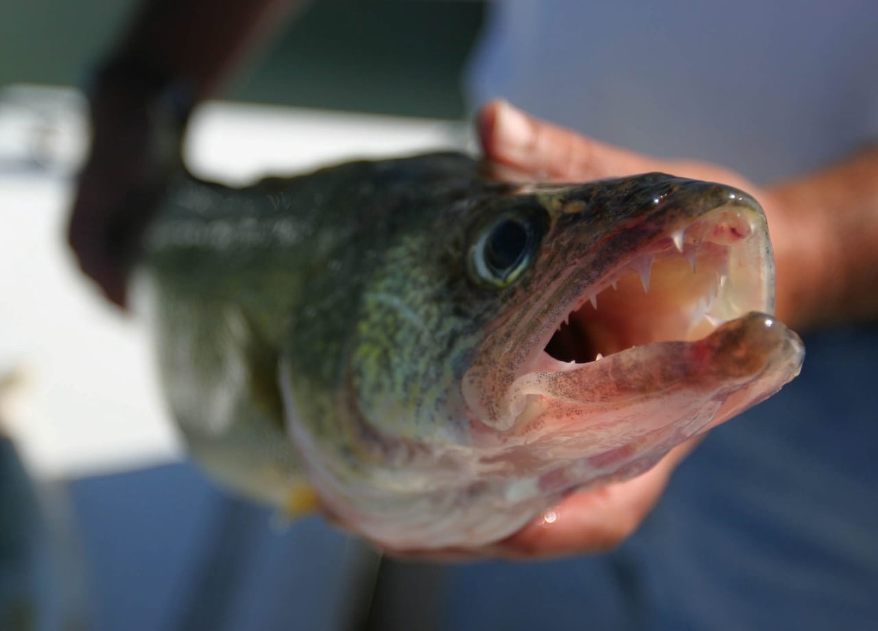 In this Sept. 17, 2003 file photo, a walleye is shown after being taken during a fishing trip in Lake Erie near Marblehead,Ohio. One of Michigan's leading commercial fishermen is suing Michigan to try to overcome a decades-old policy that keeps walle
