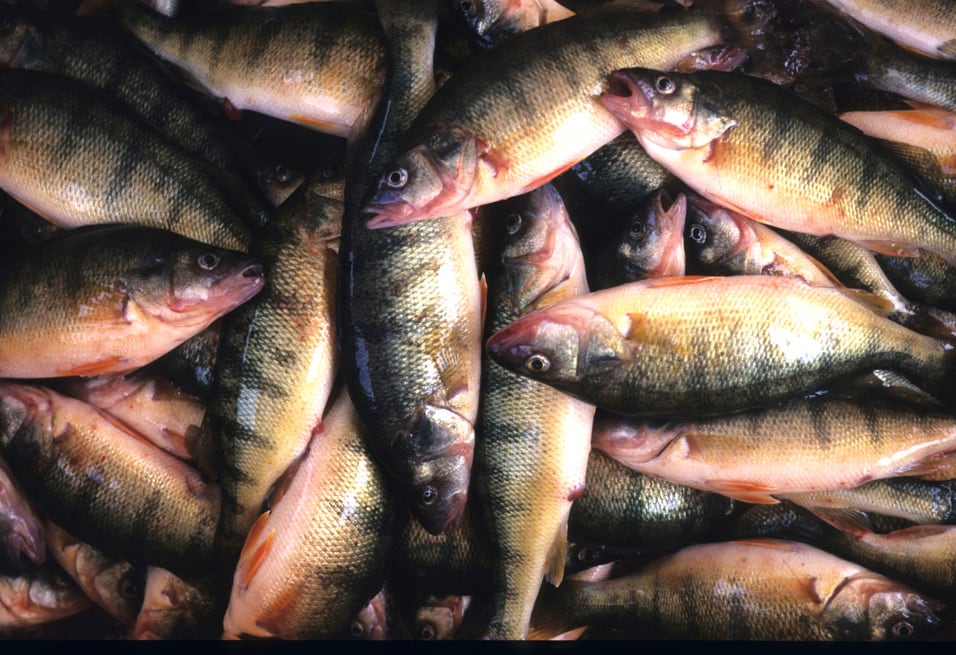 The yellow perch population has seen a sharp decline in 2026 in Lake Erie.