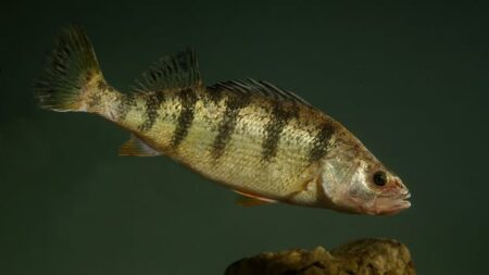 What’s behind Lake Erie’s steep yellow perch decline?