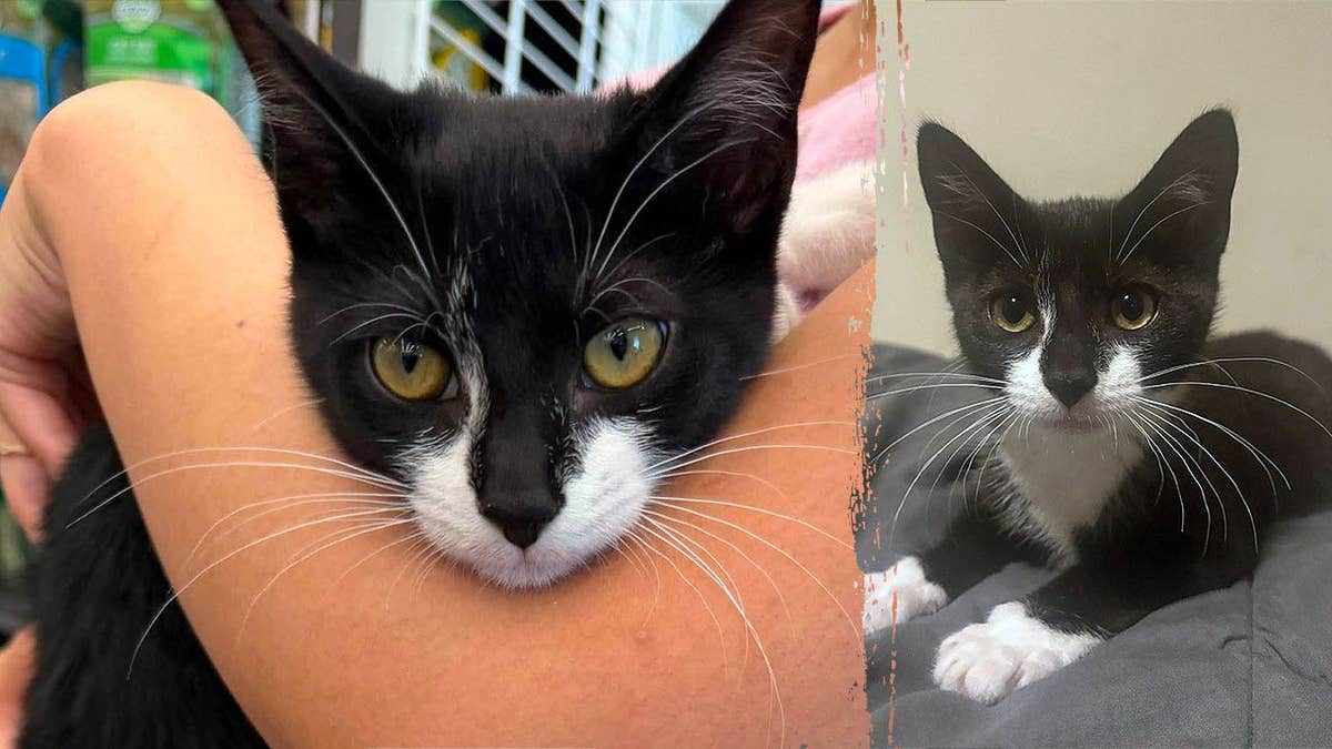 Magnolia bank robbery kitten photos