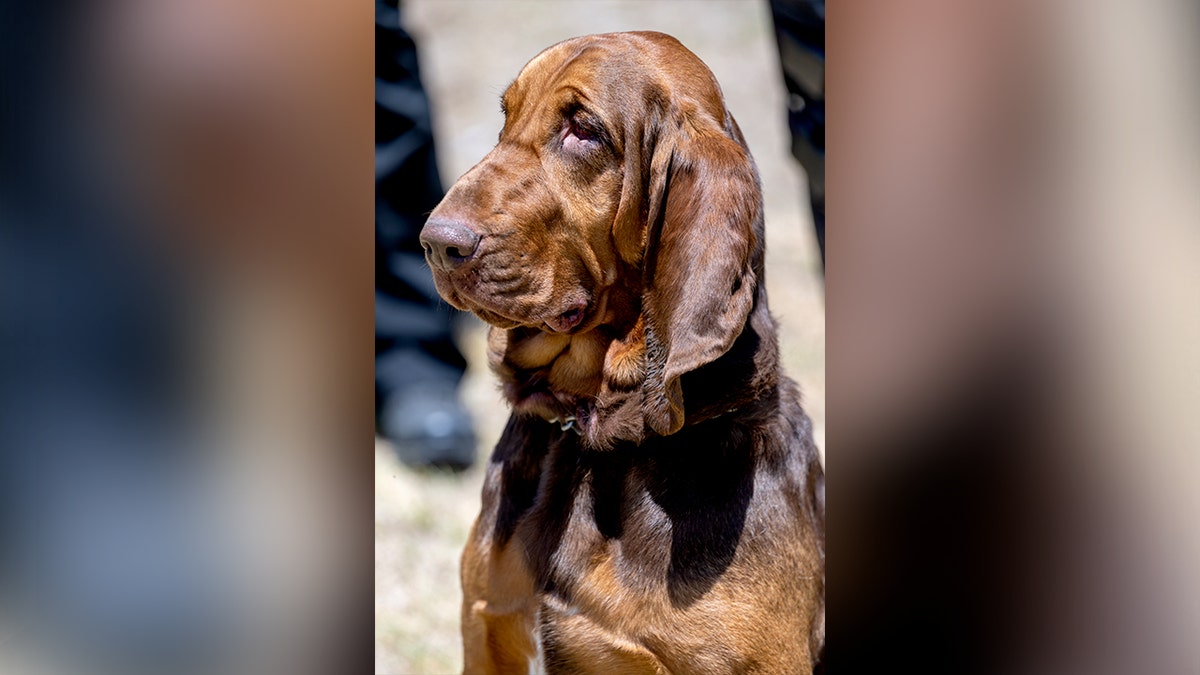 bloodhound sitting