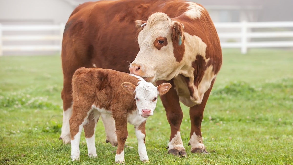 Cow and calf