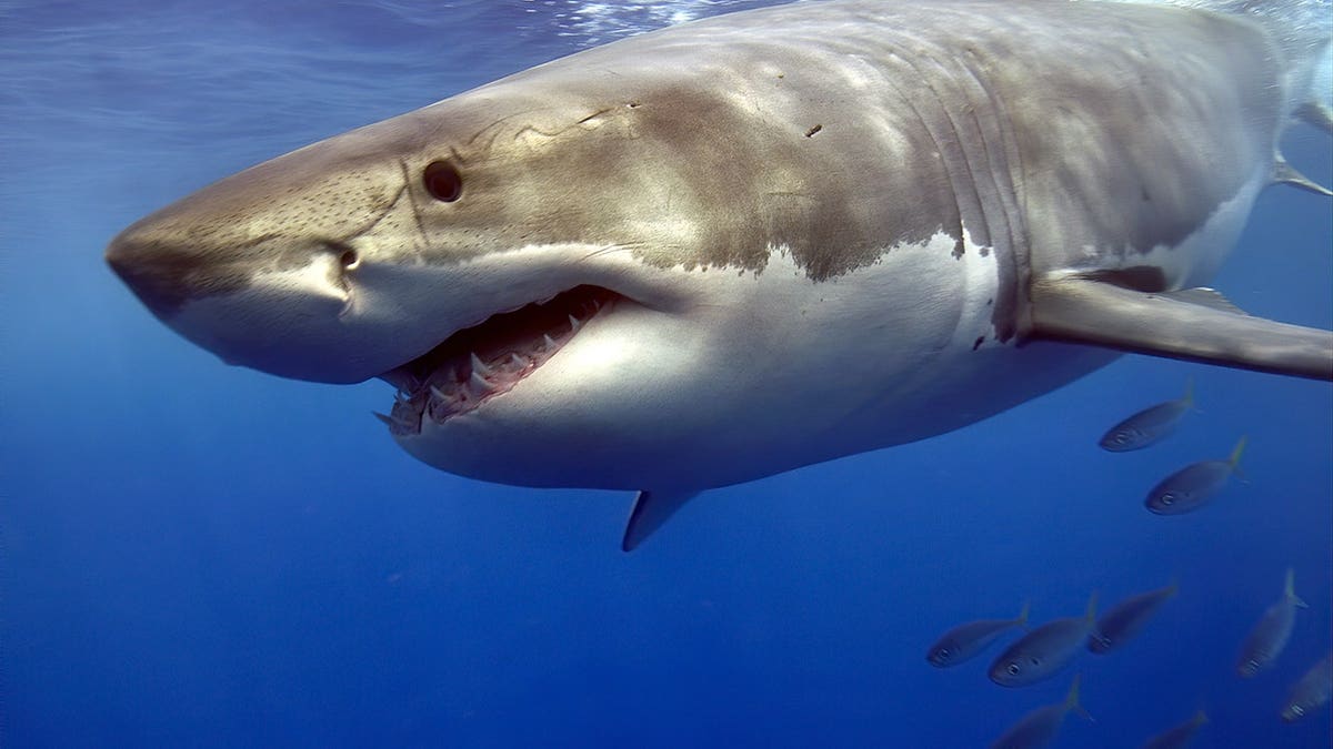 Great white shark swimming at the surface of the water.