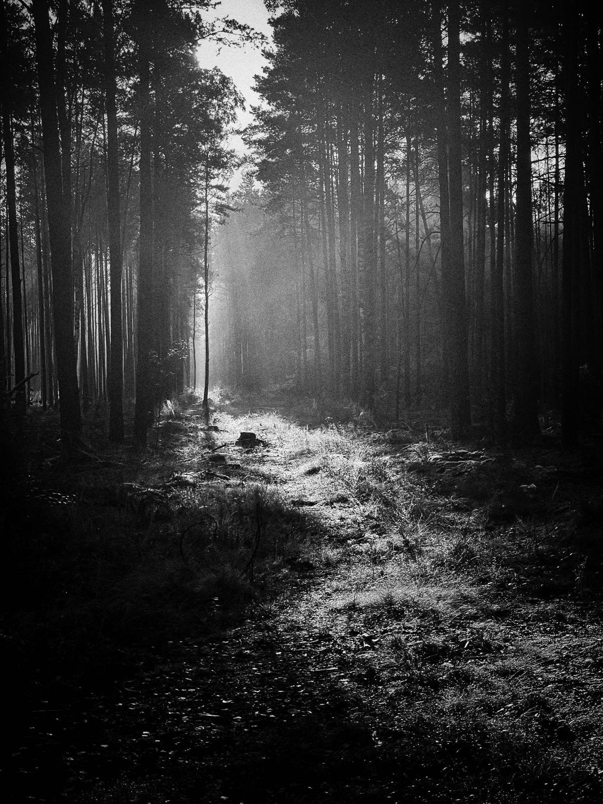 Black and white photo of a break in forest trees with sunlight coming through the gap.