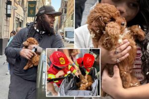 Exclusive | Black market NYC puppy mill sells dogs out of stroller in Midtown